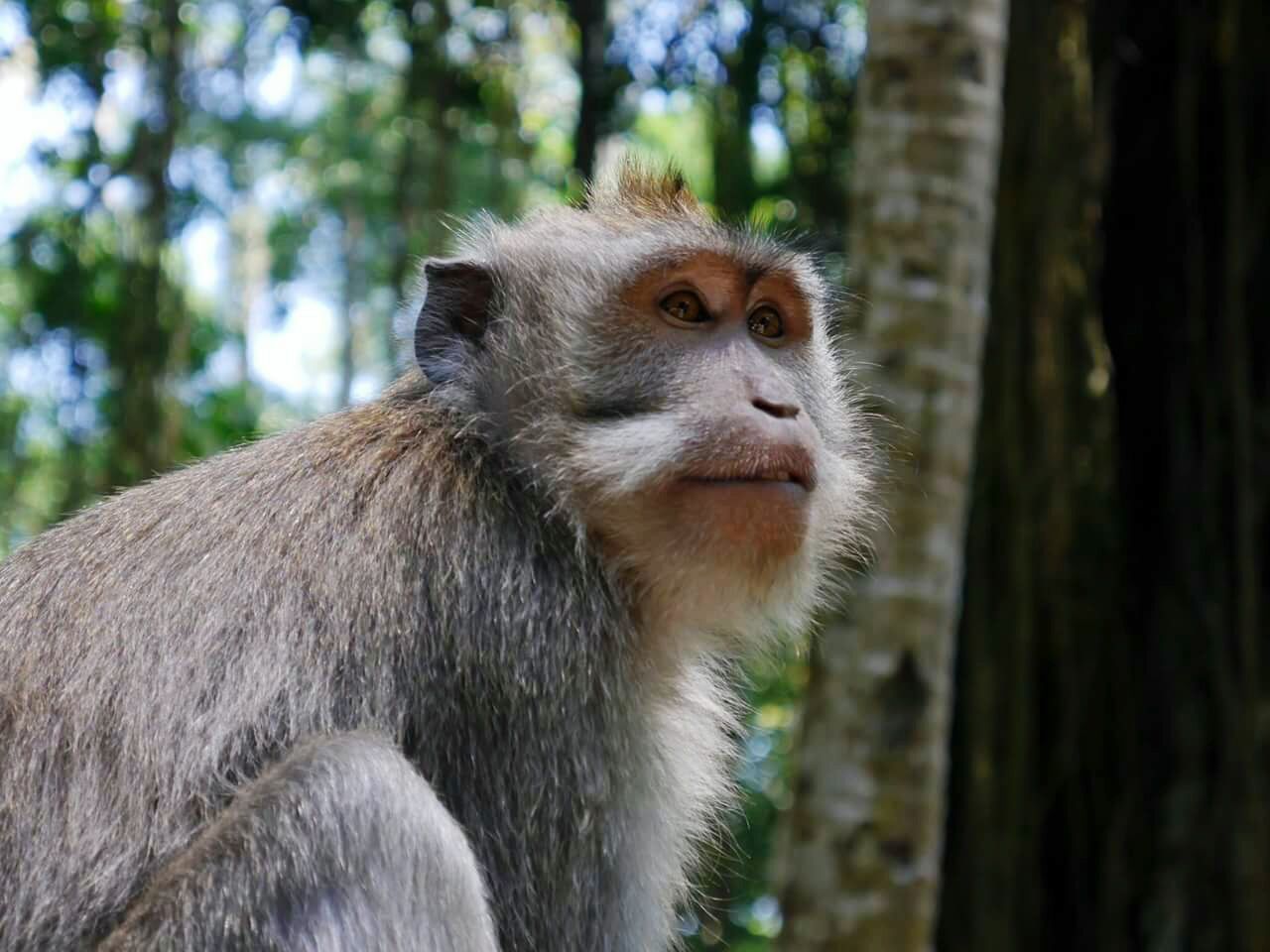 Close-up of monkey looking away