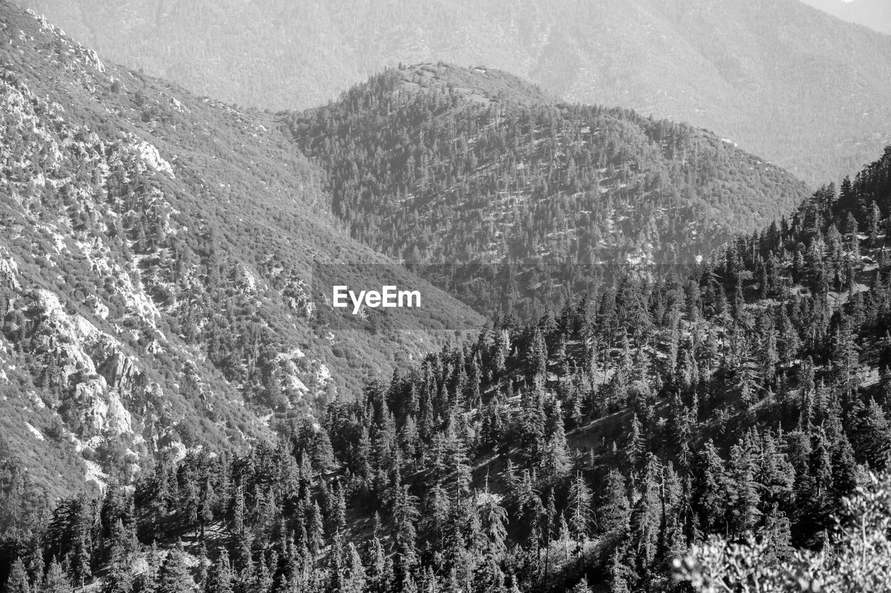 High angle view of pine trees on mountain