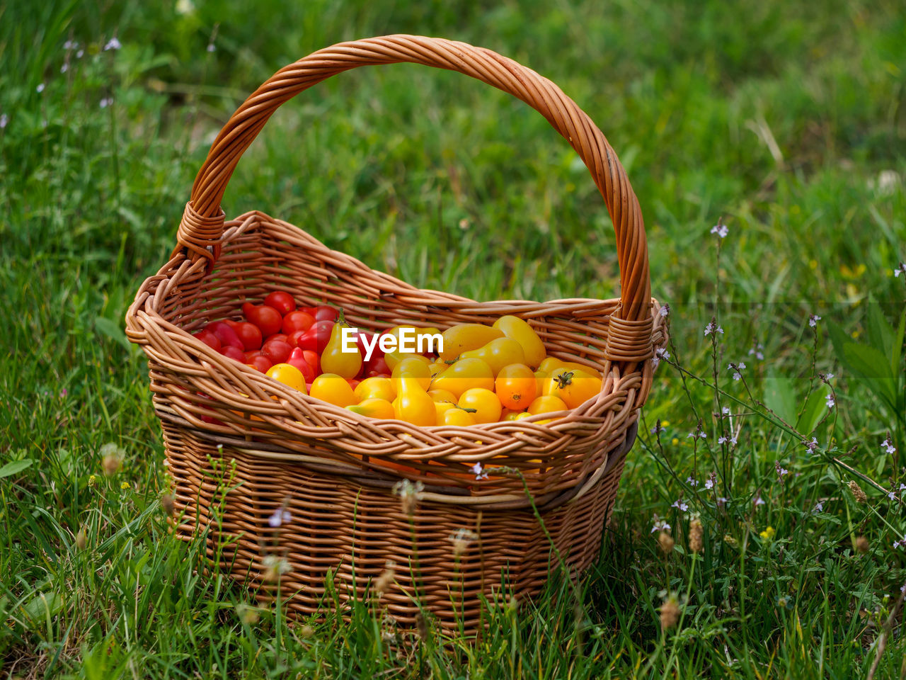 Wicker full of yellow and red pear cherry tomatoes in a garden