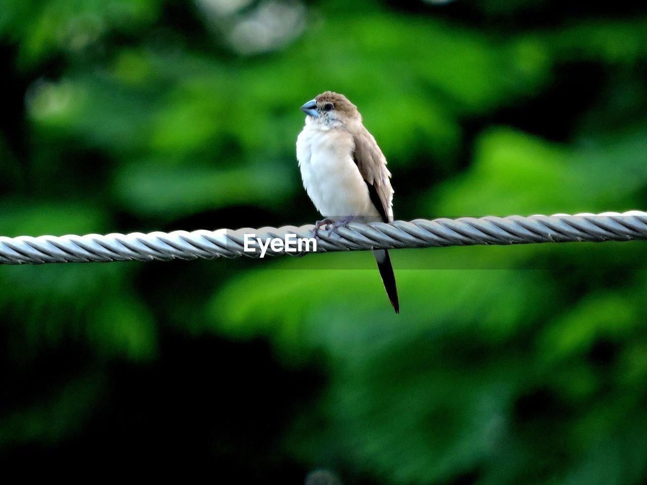 Bird perching on cable