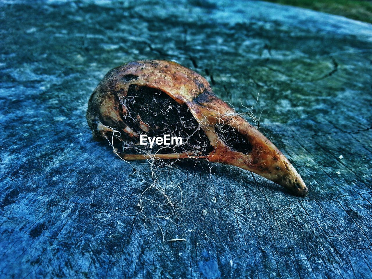 Close-up of animal skull on tree stump
