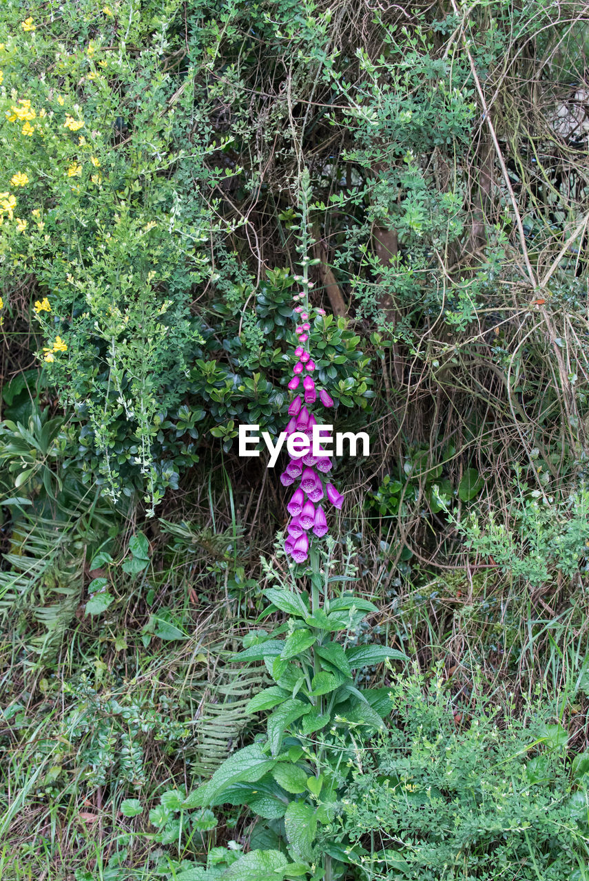 plant, growth, green, nature, land, beauty in nature, day, flower, no people, tree, woodland, flowering plant, tranquility, digitalis, outdoors, forest, field, wildflower, freshness, garden, grass, high angle view, plant part, fragility, leaf, purple