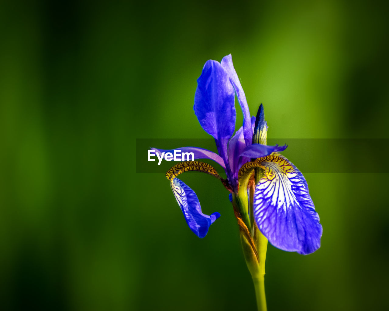 CLOSE-UP OF PURPLE IRIS FLOWER ON LEAF