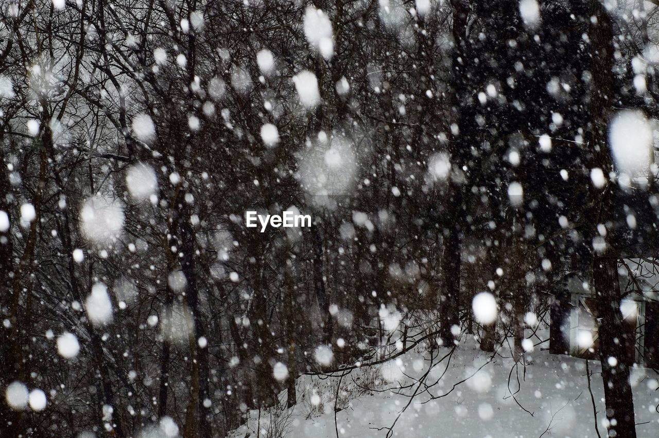 Snow covered trees in winter