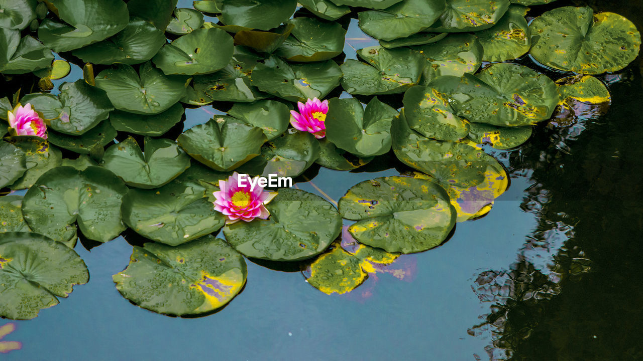 High angle view of lotus water lily in lake