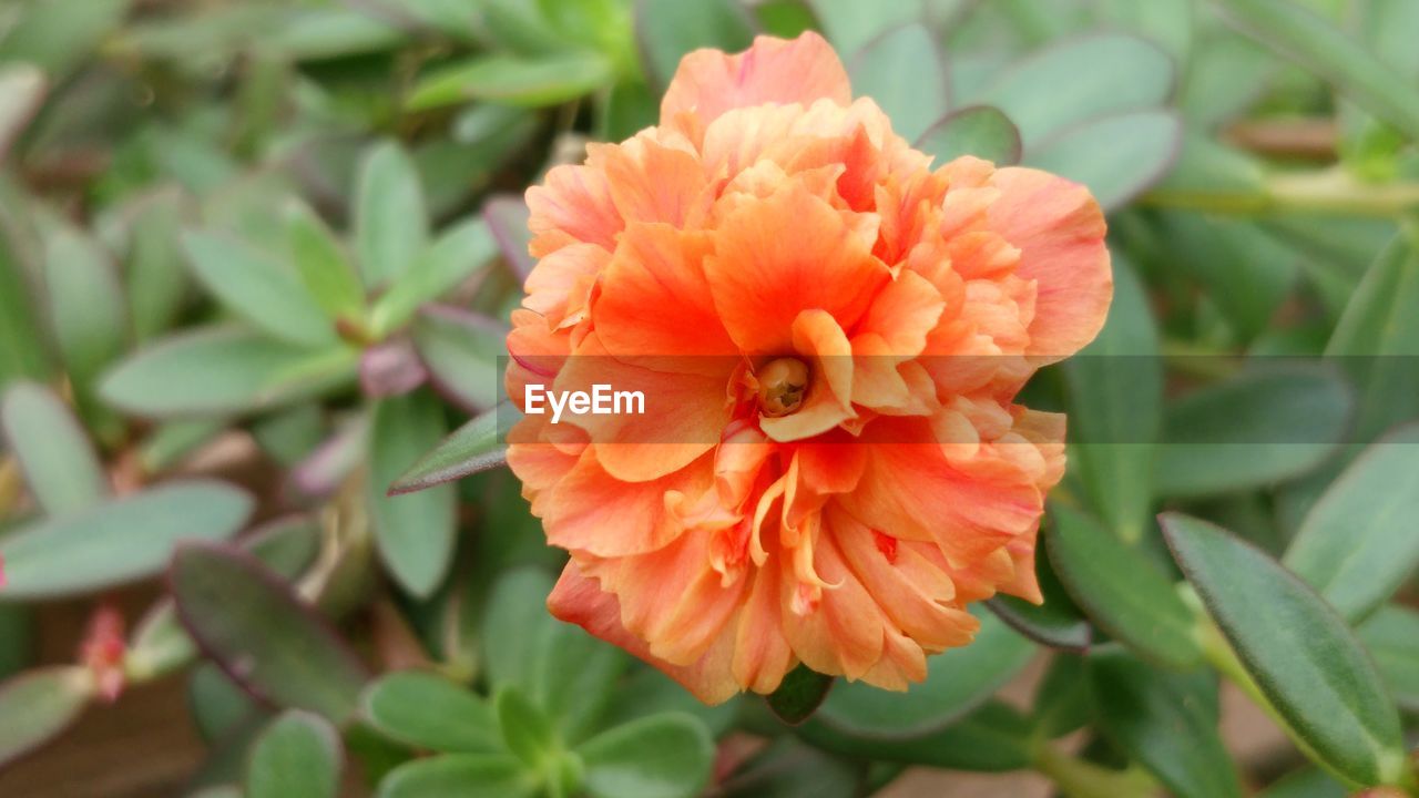 CLOSE-UP OF FLOWER BLOOMING