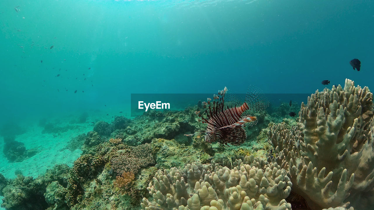 Coral reef underwater with tropical fish. hard and soft corals, underwater landscape. 