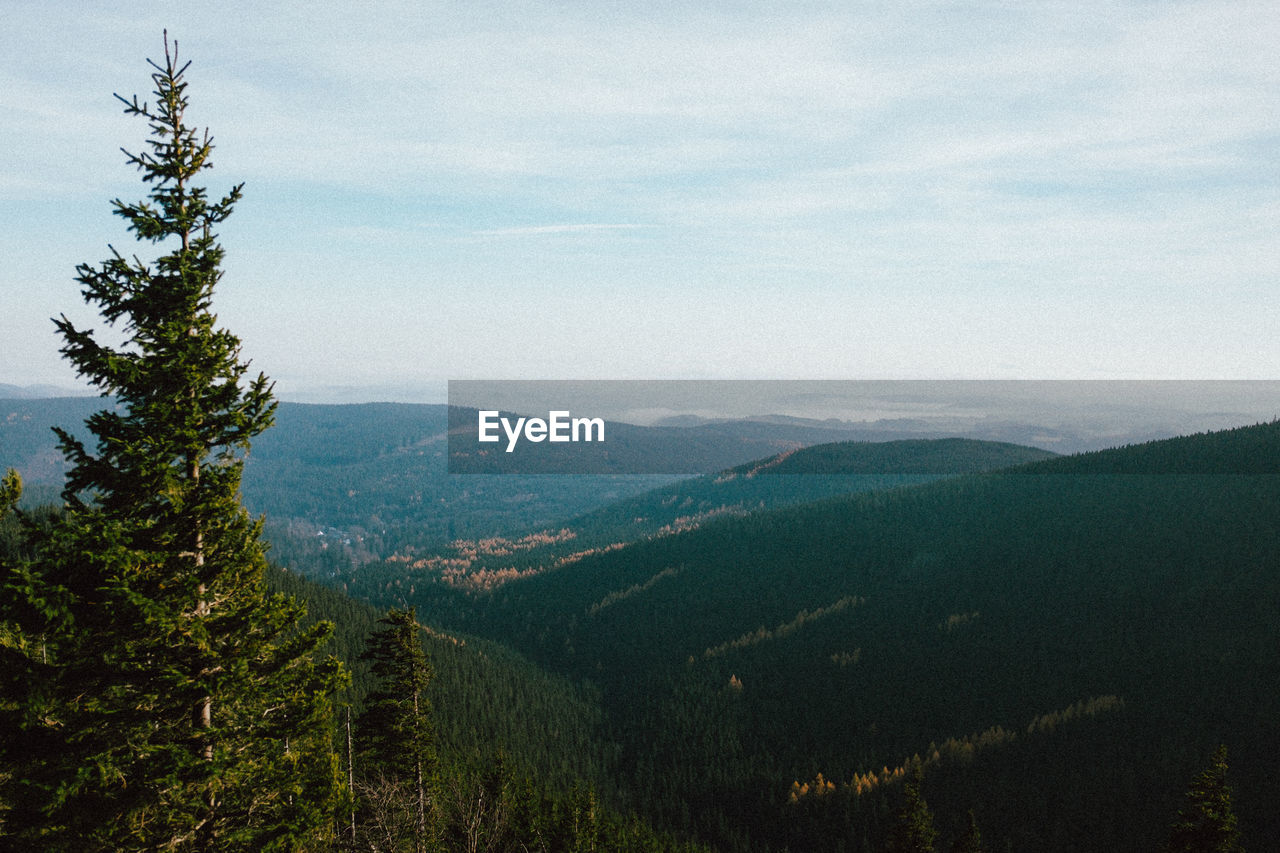 Scenic view of pine trees against sky
