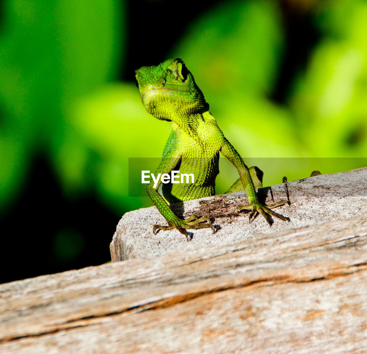 CLOSE-UP OF LIZARD ON WOODEN POST