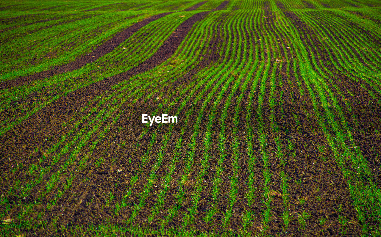 Full frame shot of young corn field