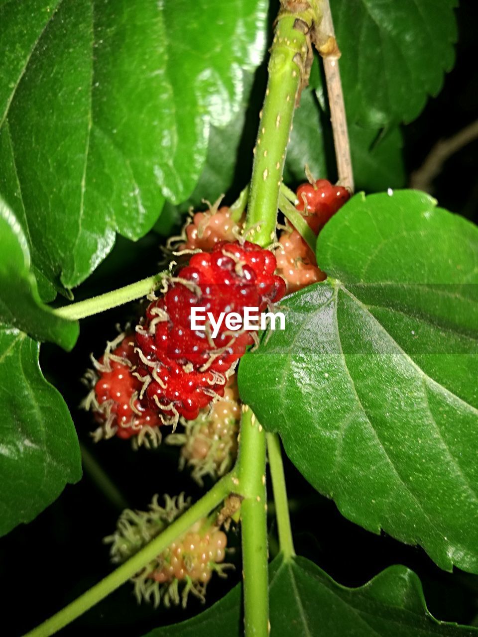 CLOSE-UP OF WATER DROPS ON FRESH PLANT