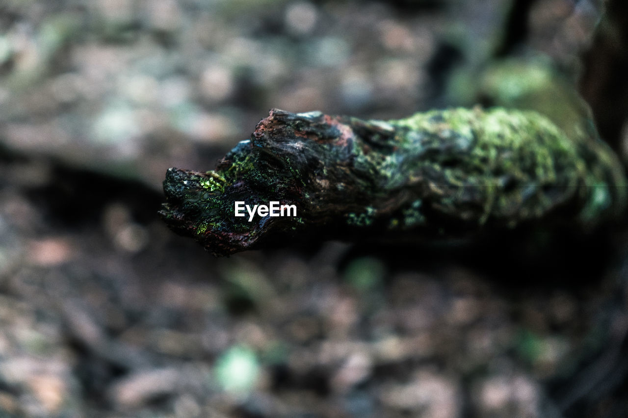 CLOSE-UP OF CATERPILLAR ON A LAND