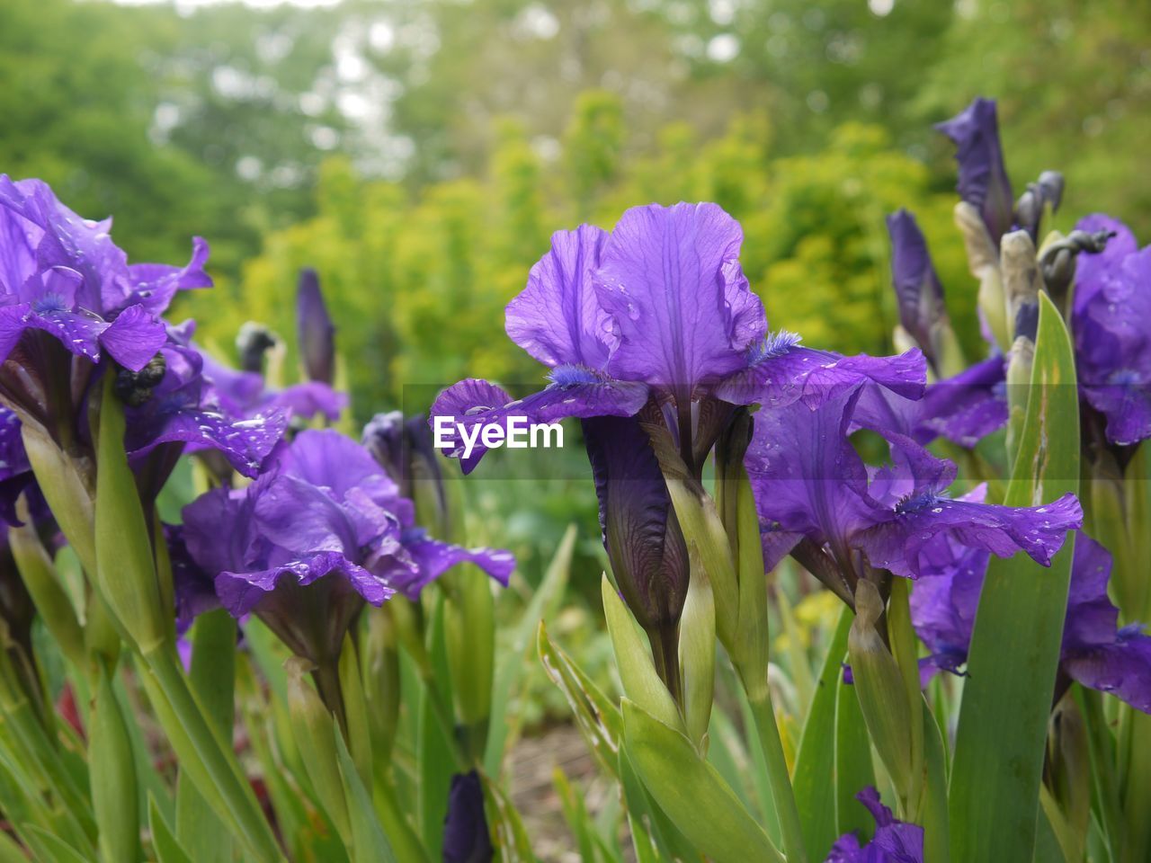 Close-up of purple flowering plants on field