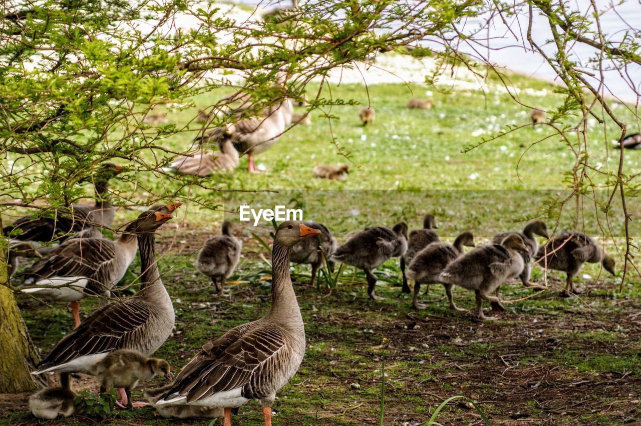 FLOCK OF BIRDS ON THE LAND