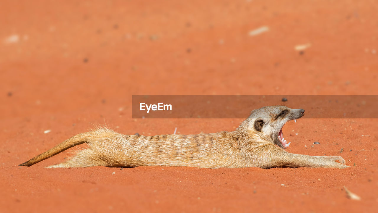 Meerkat stretching and yawning on red sand, suricata suricatta, kalahari desert, namibia