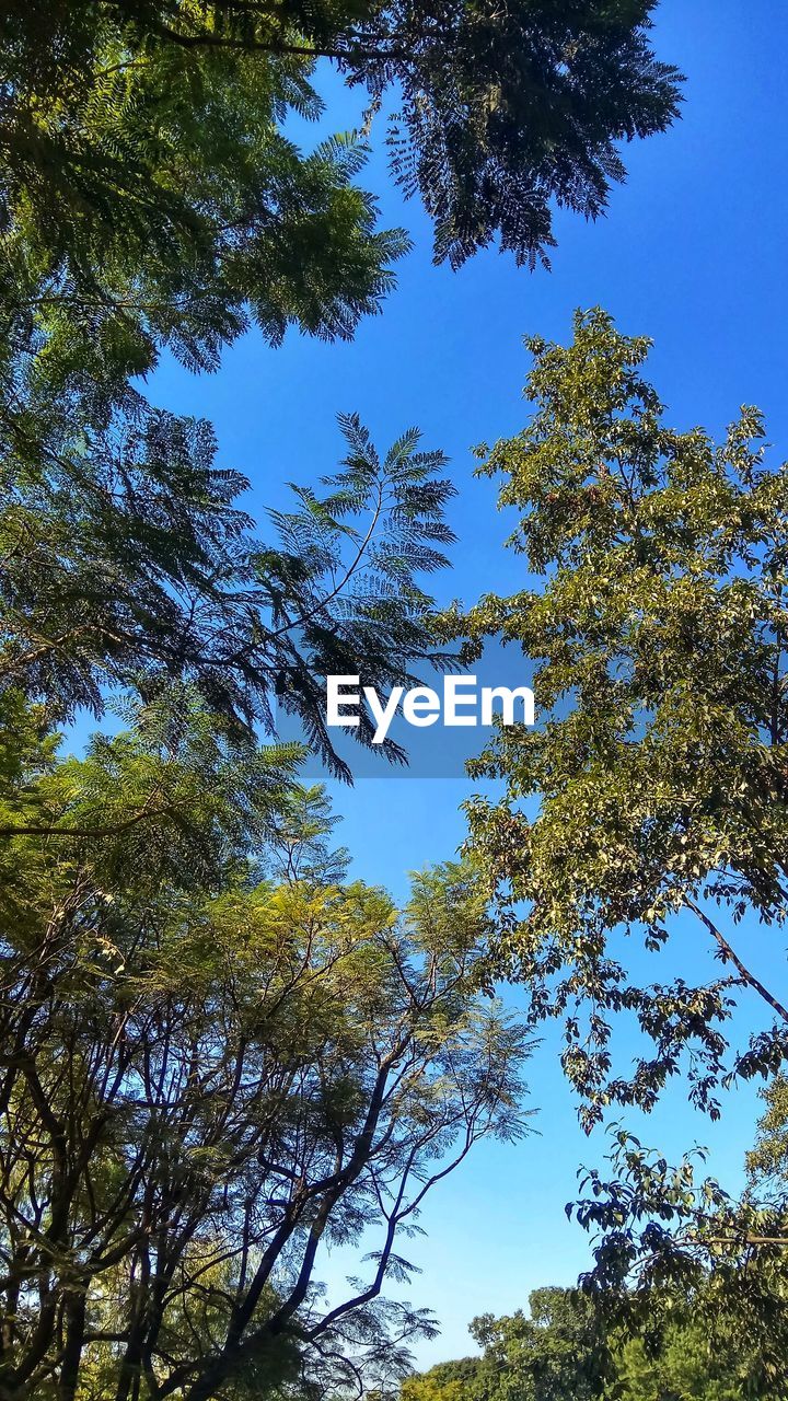 LOW ANGLE VIEW OF TREES AGAINST CLEAR SKY