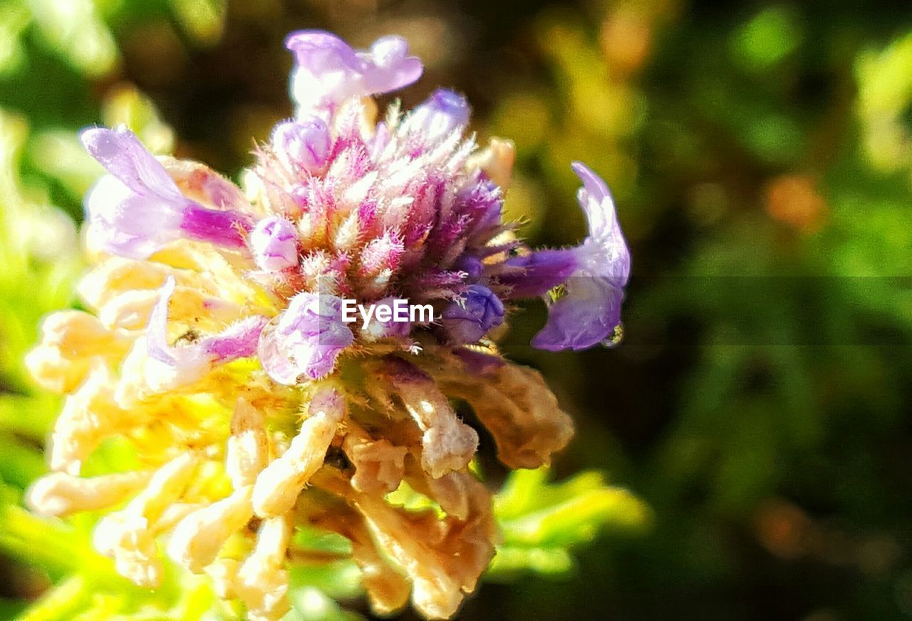 CLOSE-UP OF PURPLE FLOWERS BLOOMING