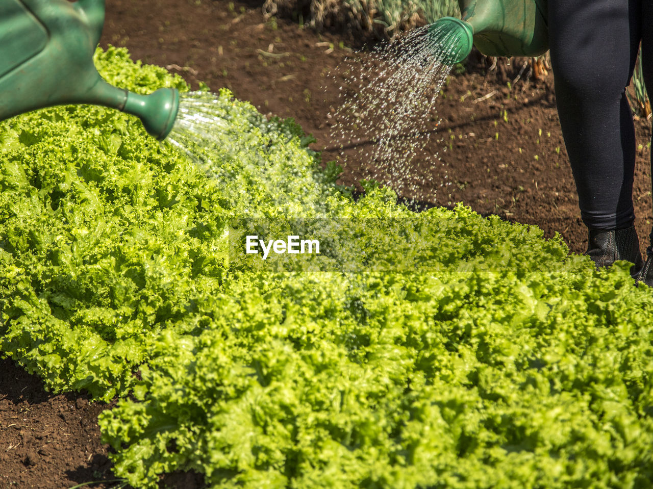 Midsection of person watering plants on farm