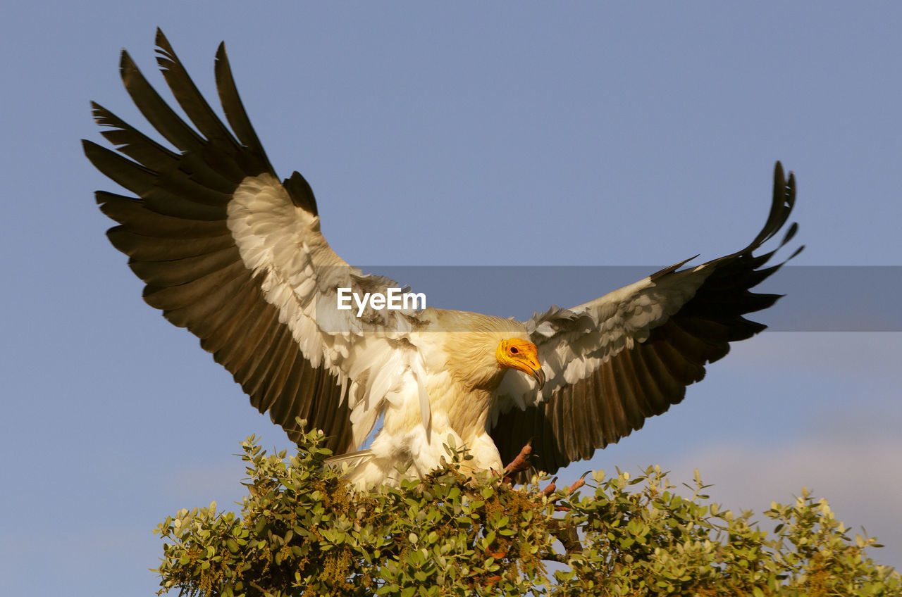 LOW ANGLE VIEW OF EAGLE FLYING