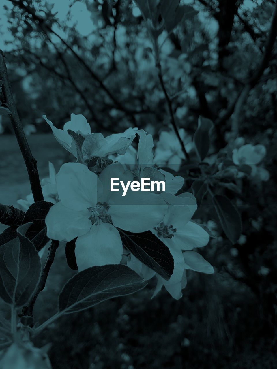 CLOSE-UP OF FLOWER GROWING ON TREE