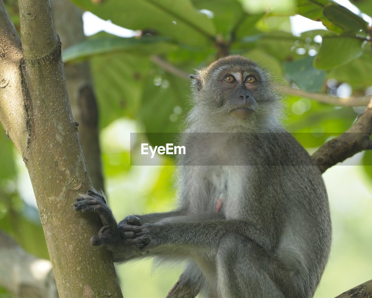 animal themes, animal, animal wildlife, tree, mammal, wildlife, primate, new world monkey, monkey, one animal, plant, nature, sitting, branch, macaque, environment, forest, portrait, no people, outdoors, leaf, land, plant part, looking at camera, looking, rainforest, animal hair, ape, environmental conservation, travel destinations, cute, tropical climate, old world monkey, gray