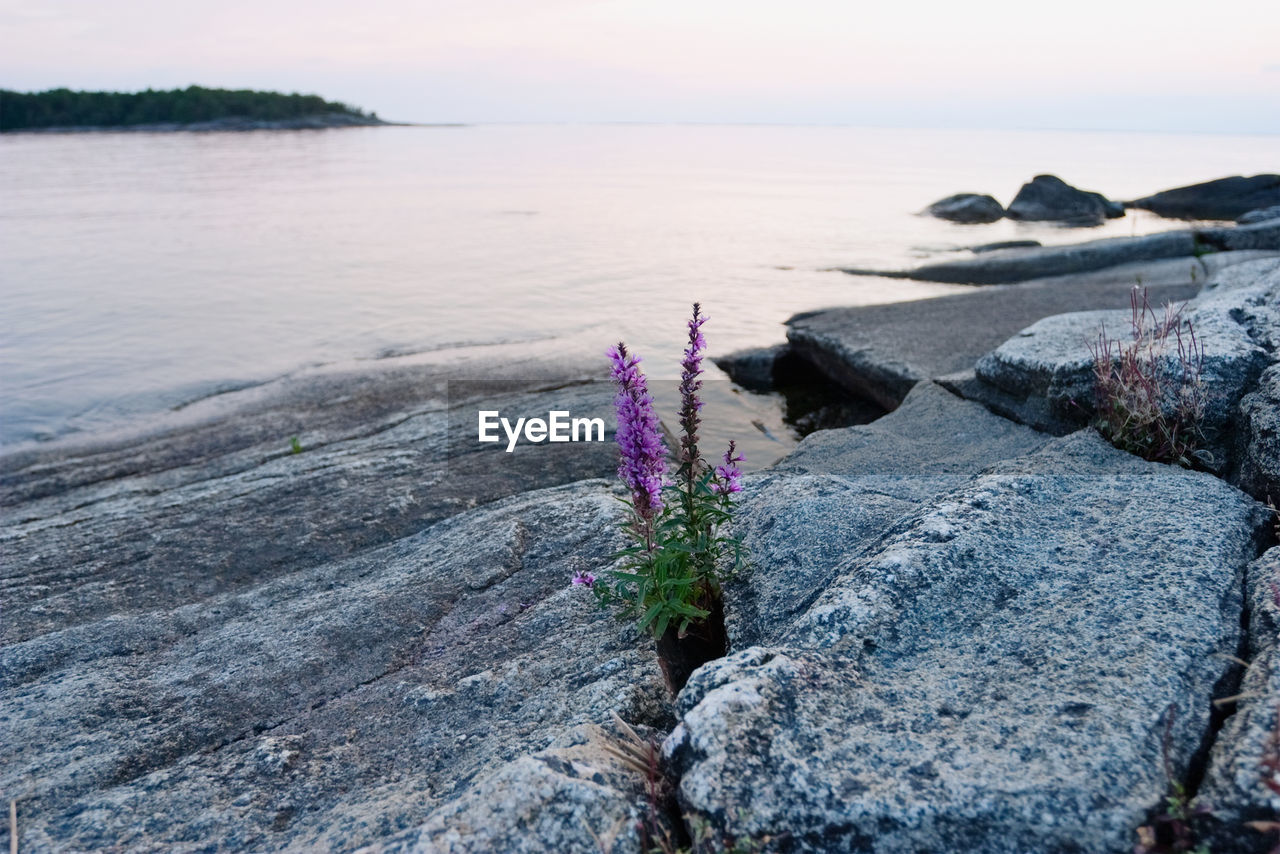 SCENIC VIEW OF ROCKY BEACH