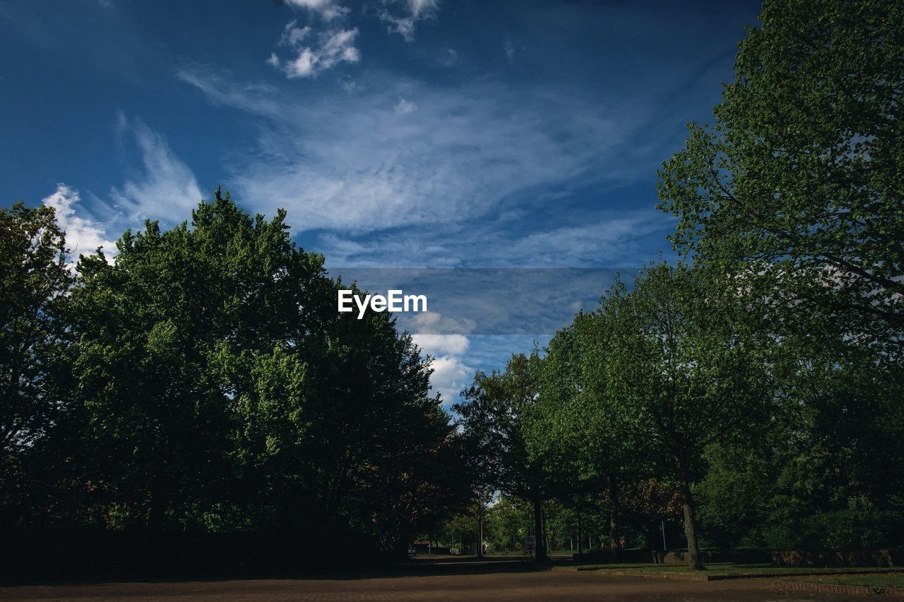 LOW ANGLE VIEW OF TREES GROWING ON FIELD AGAINST SKY