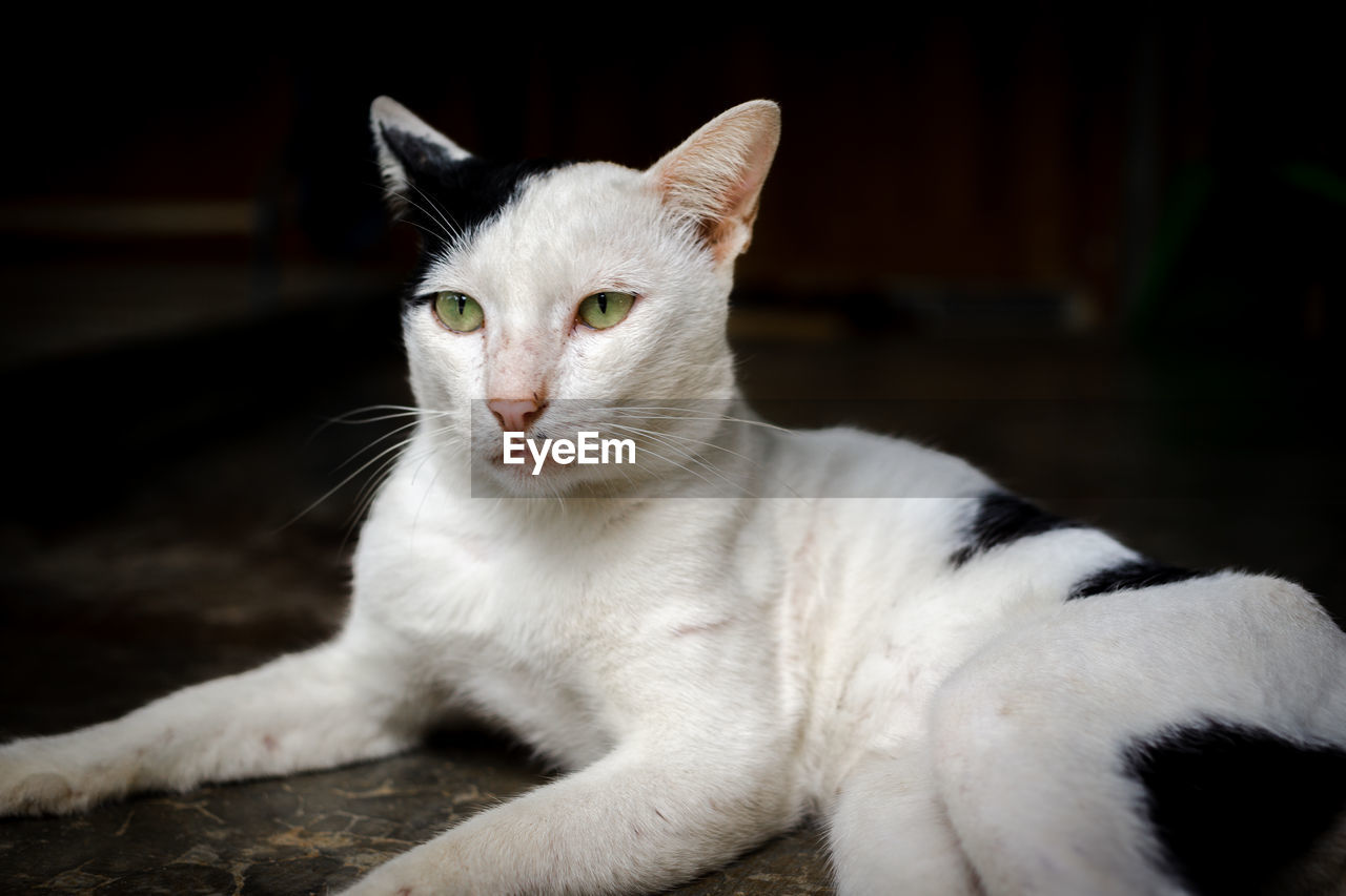 Close-up portrait of a cat