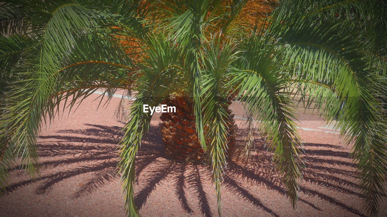 VIEW OF PALM TREES THROUGH PLANTS