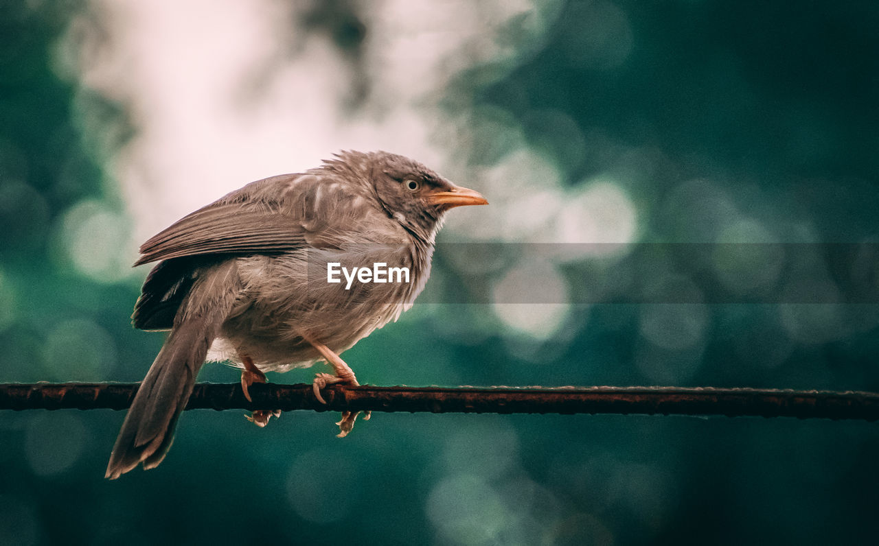 Close-up of bird perching on railing