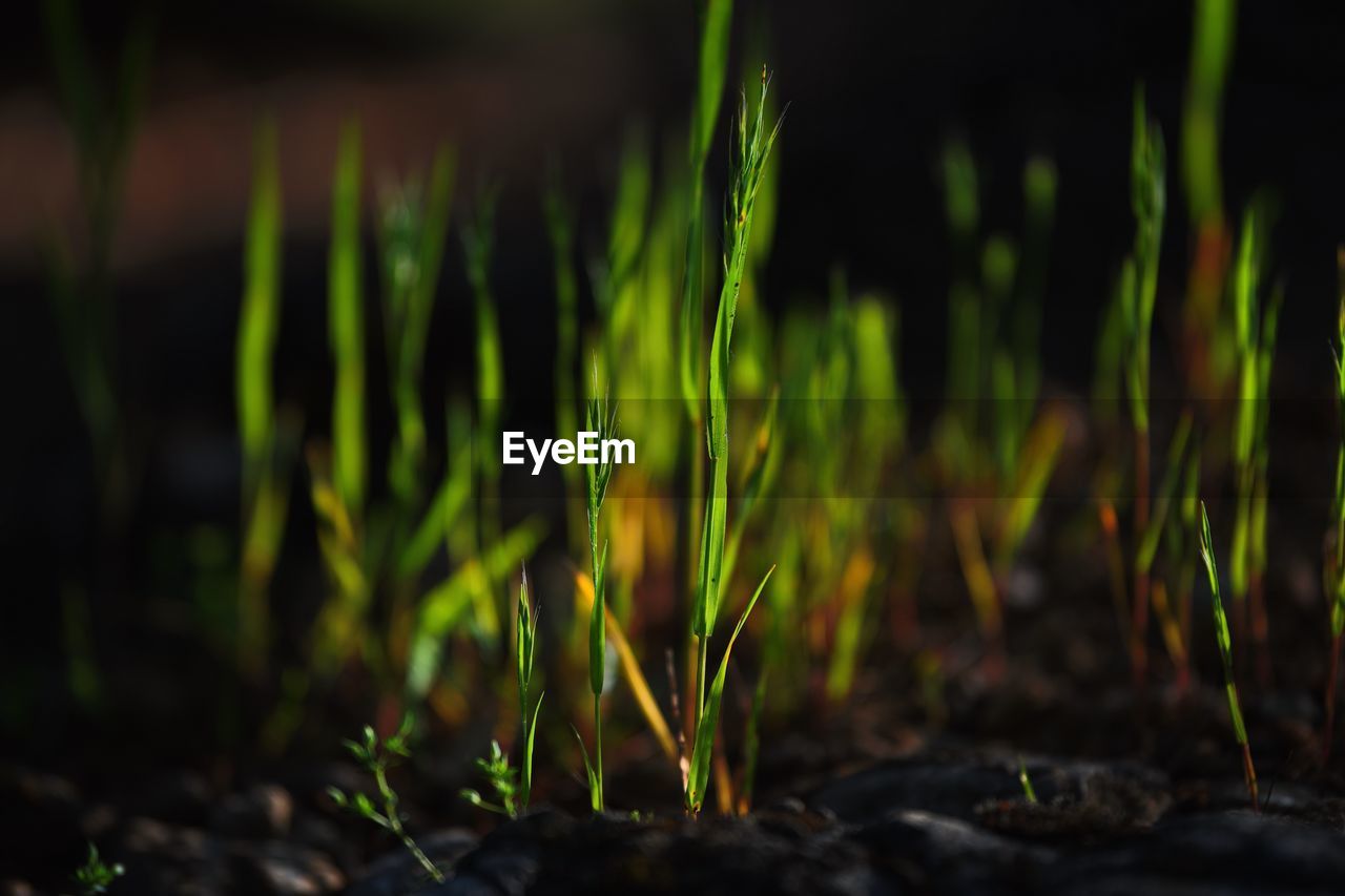 Close-up of plants growing on land