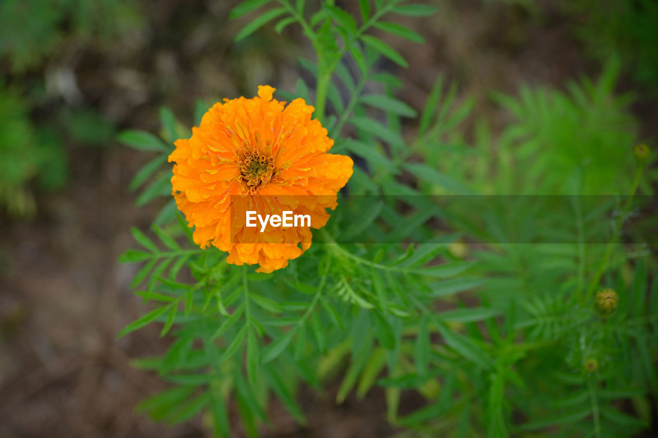 CLOSE-UP OF FRESH ORANGE FLOWER