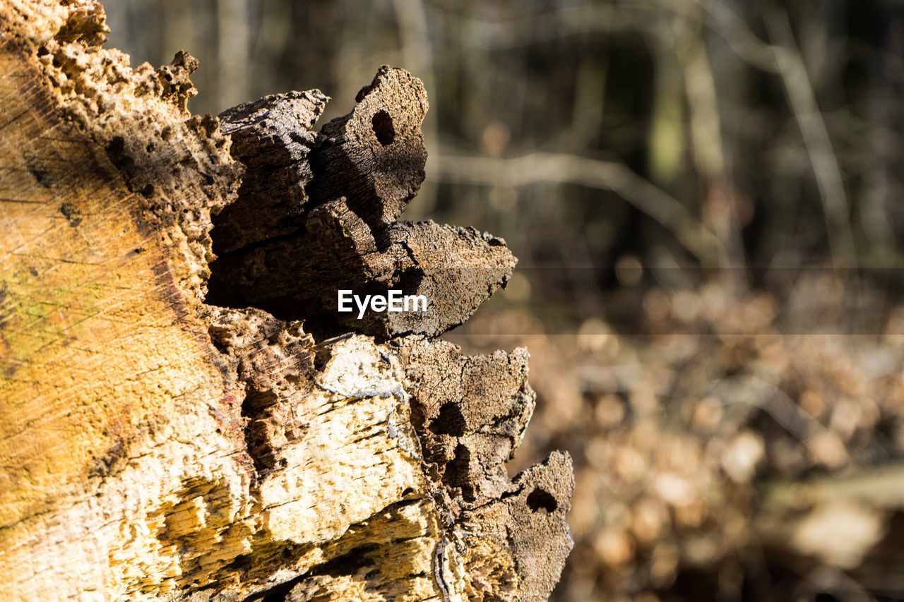 CLOSE-UP OF LIZARD ON TREE STUMP ON ROCK