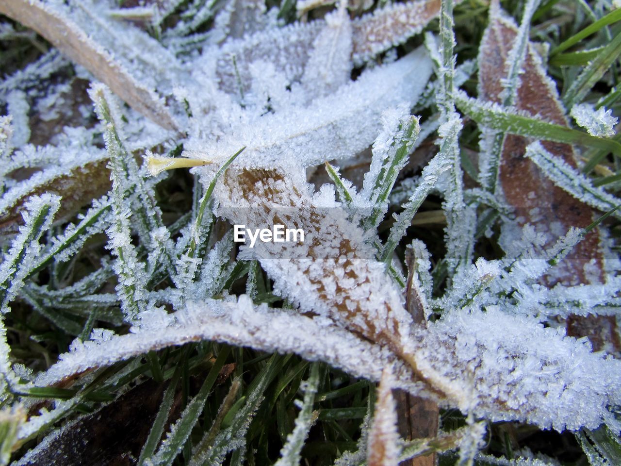 CLOSE-UP OF SNOW ON PLANT