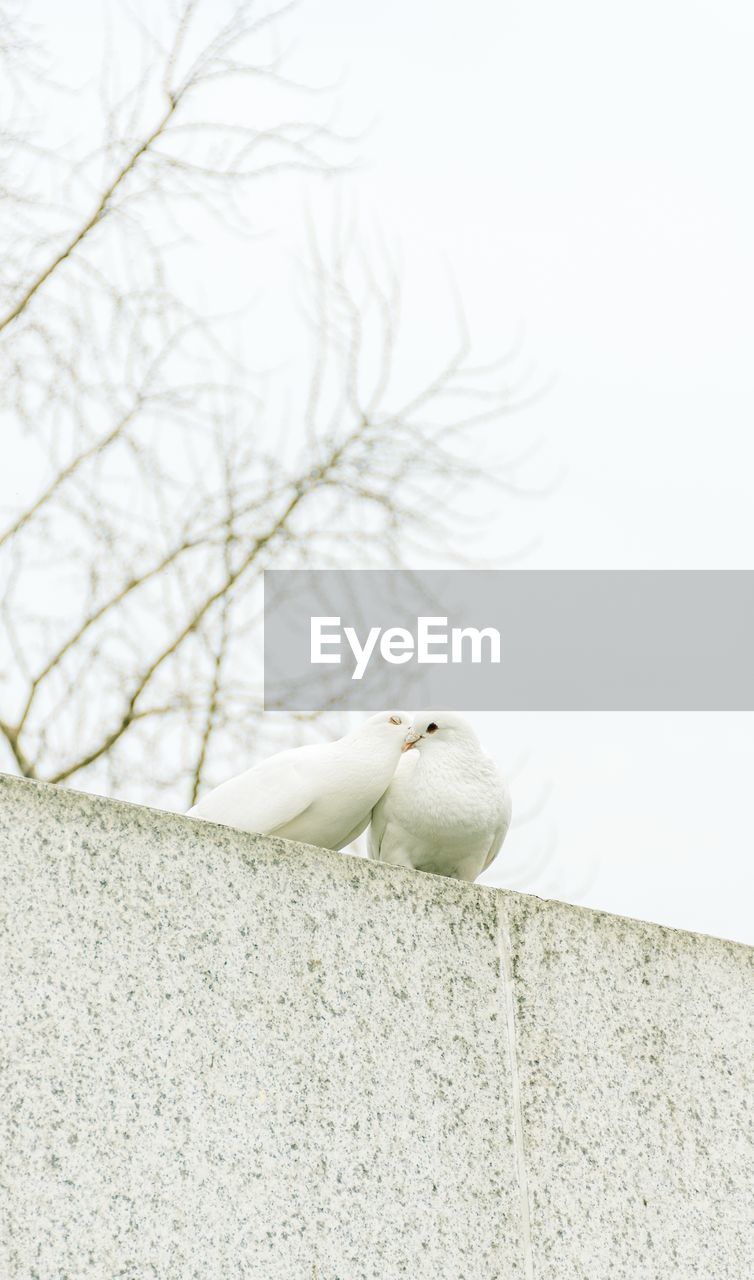 CLOSE-UP OF BIRD AGAINST WHITE BACKGROUND