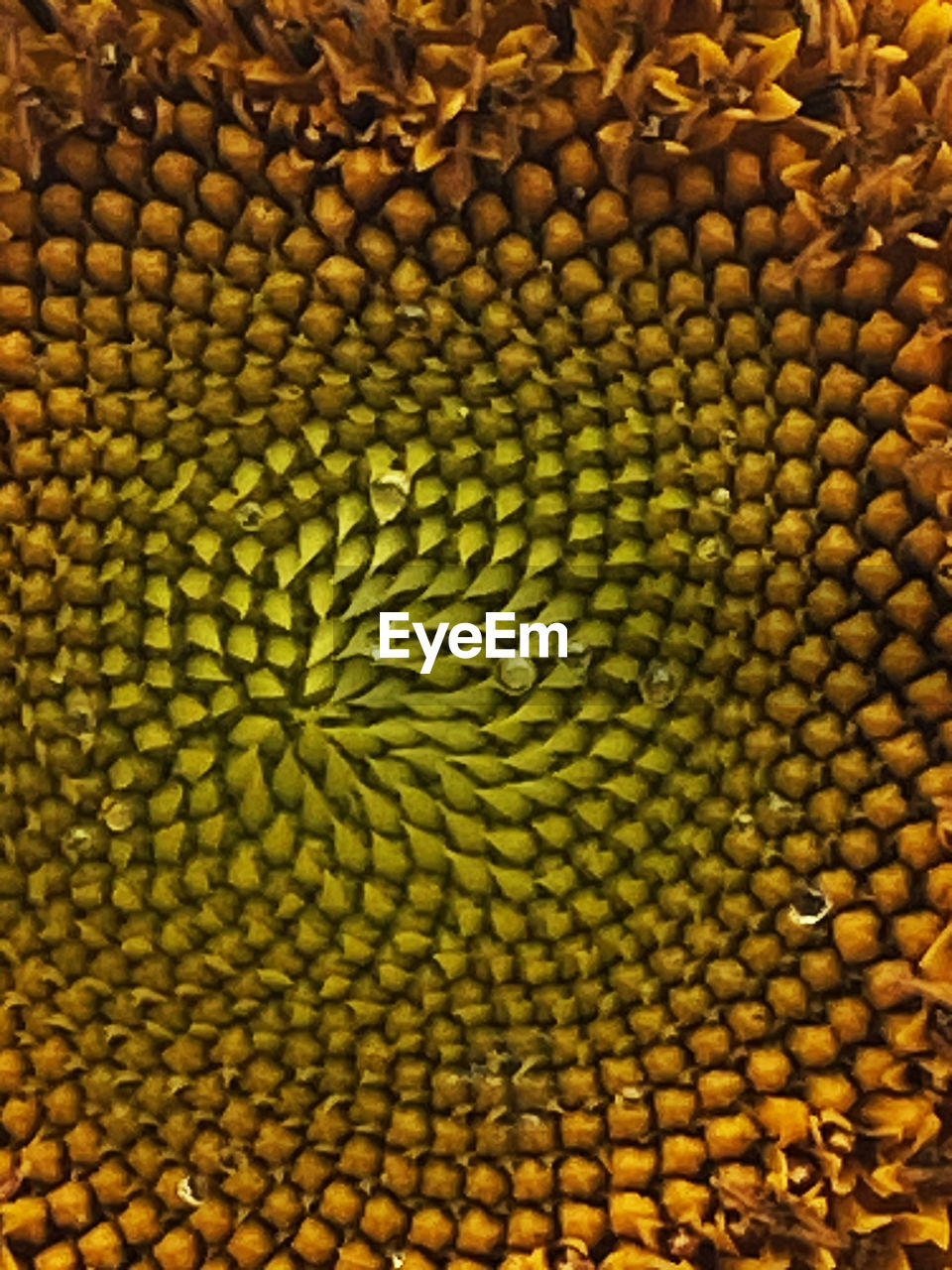 FULL FRAME SHOT OF BANANAS IN WATER