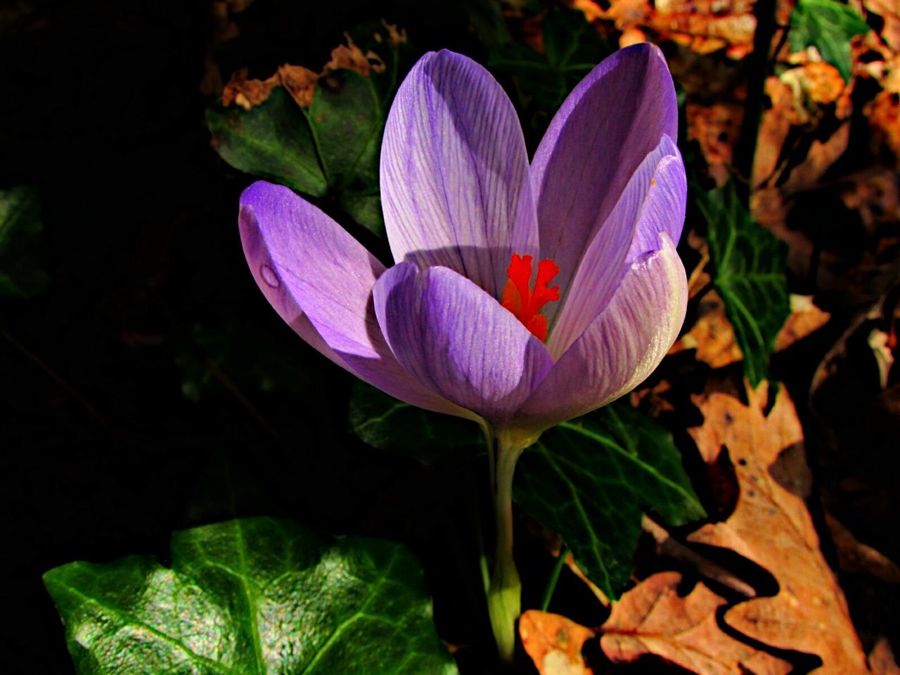 Close-up of purple flowers