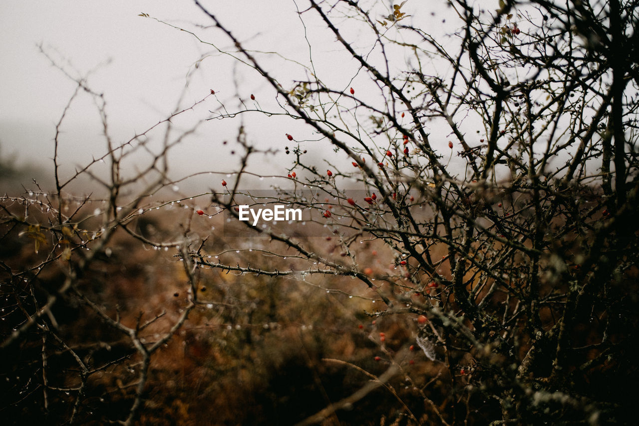 Autumnal morning scene with rosehips and dew covered branches