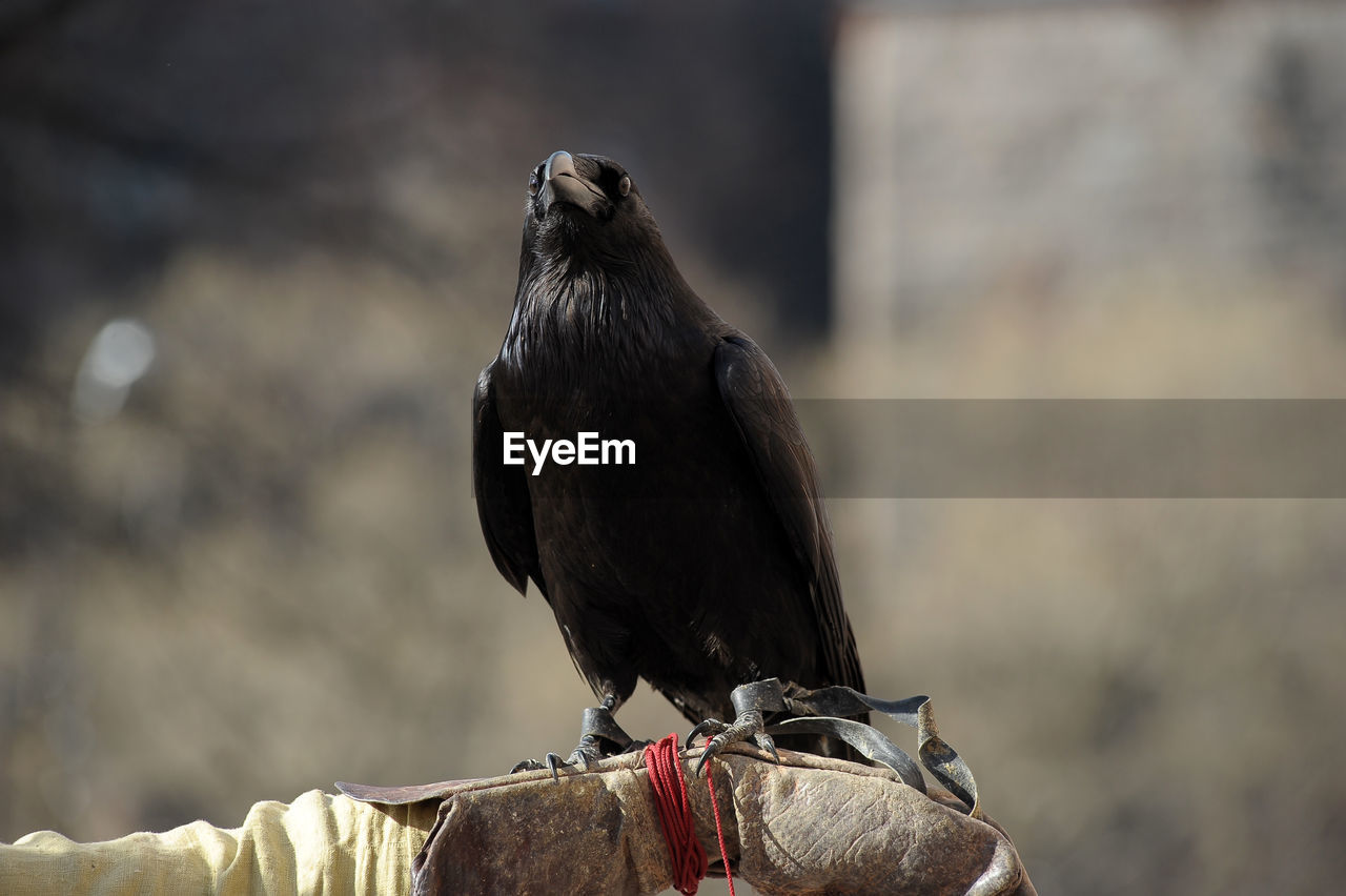 CLOSE-UP OF BIRD PERCHING ON BRANCH