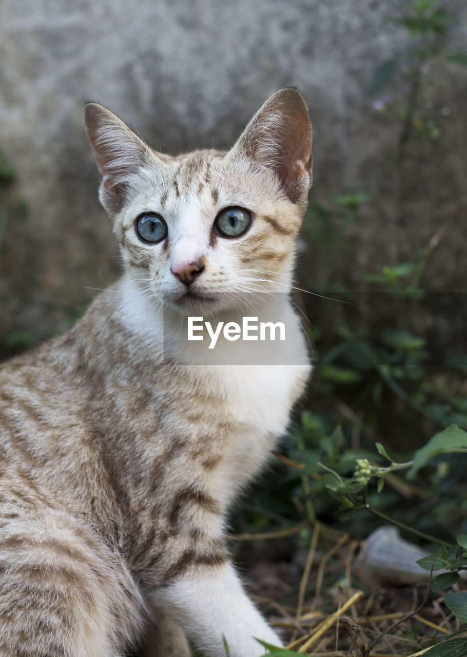 Close-up portrait of a cat