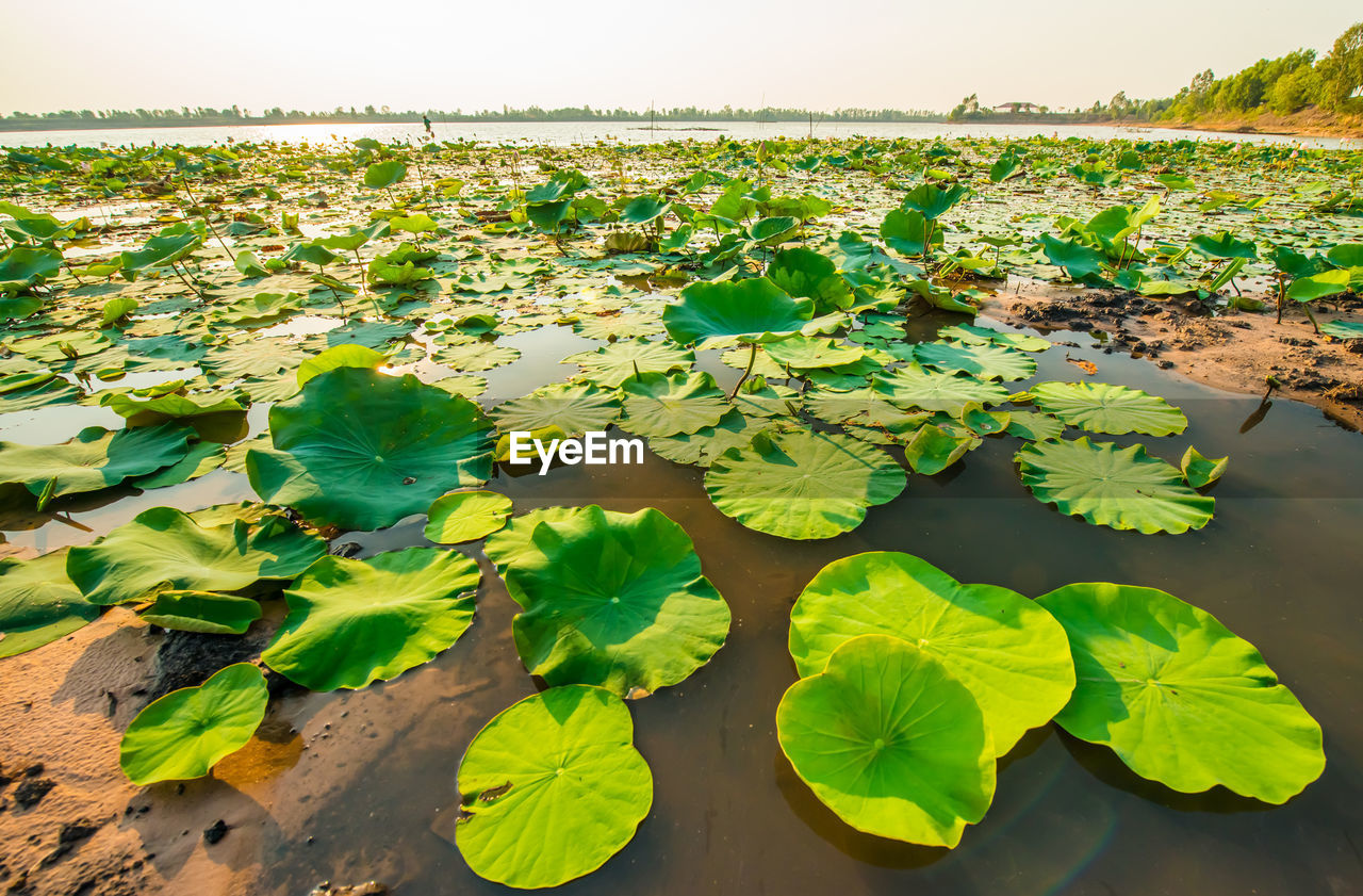 Lotus leaves floating on water in lake