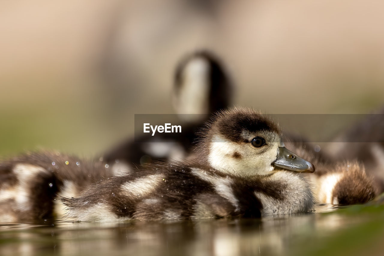 CLOSE-UP OF A DUCK