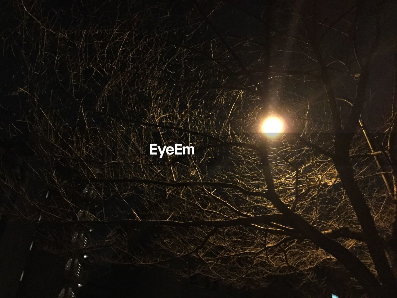 LOW ANGLE VIEW OF ILLUMINATED TREE AGAINST SKY