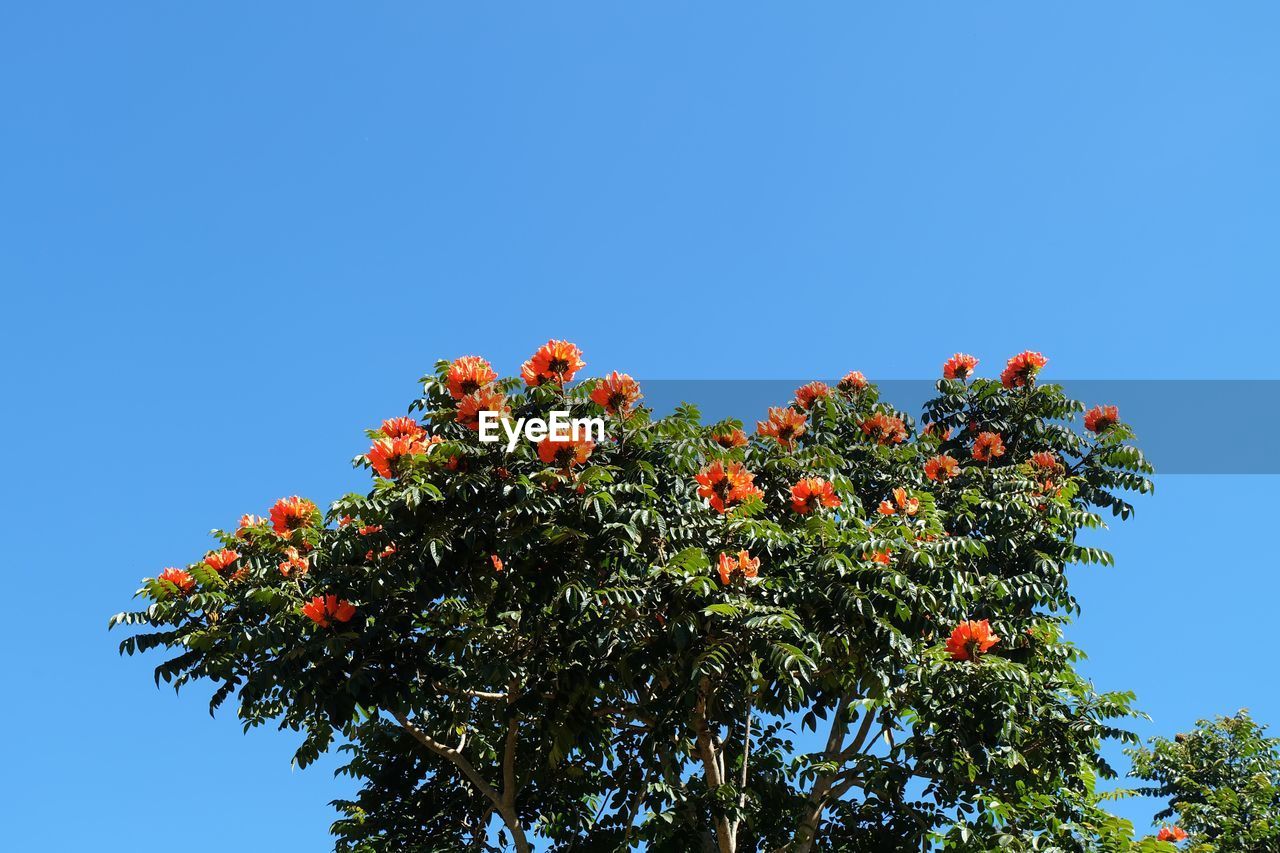 LOW ANGLE VIEW OF TREE AGAINST CLEAR SKY