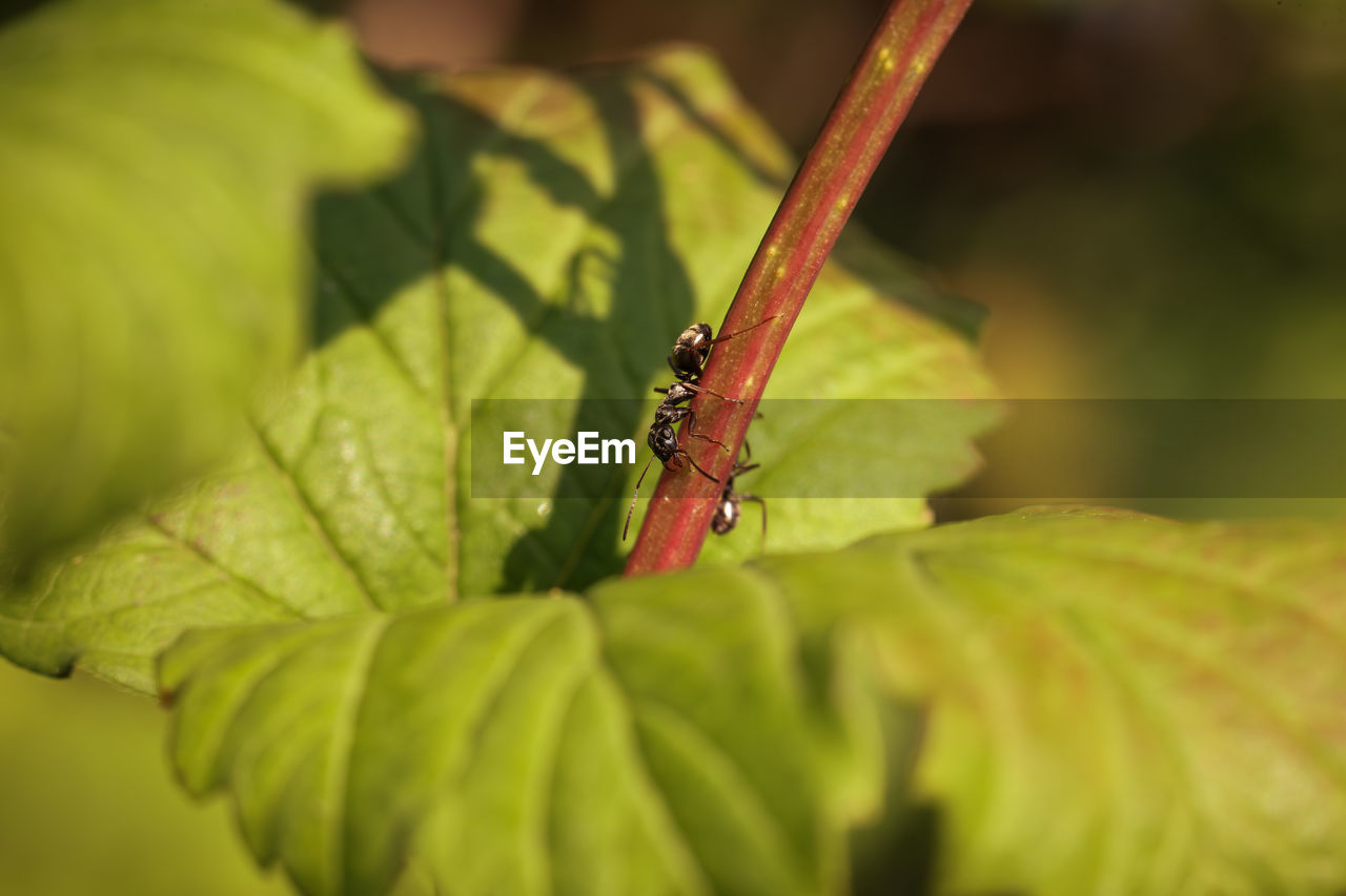 animal wildlife, animal themes, animal, green, close-up, leaf, plant part, insect, macro photography, one animal, nature, wildlife, plant, no people, flower, outdoors, day, selective focus, beauty in nature, macro, animal body part, focus on foreground, dragonfly, plant stem