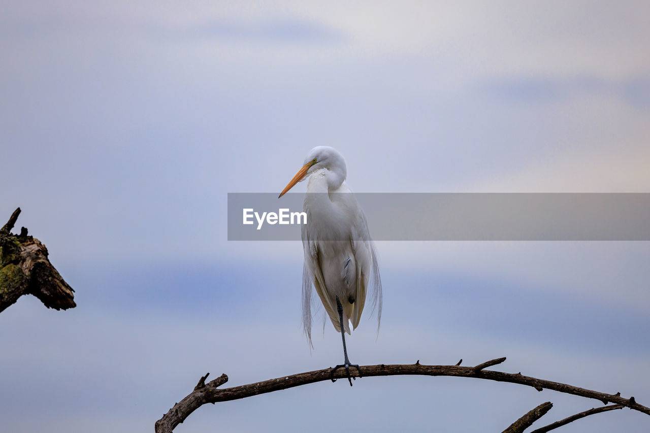 Low angle view of bird perching on branch