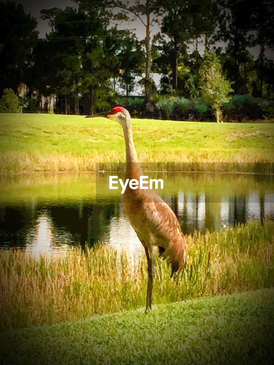 BIRDS ON GRASSY FIELD