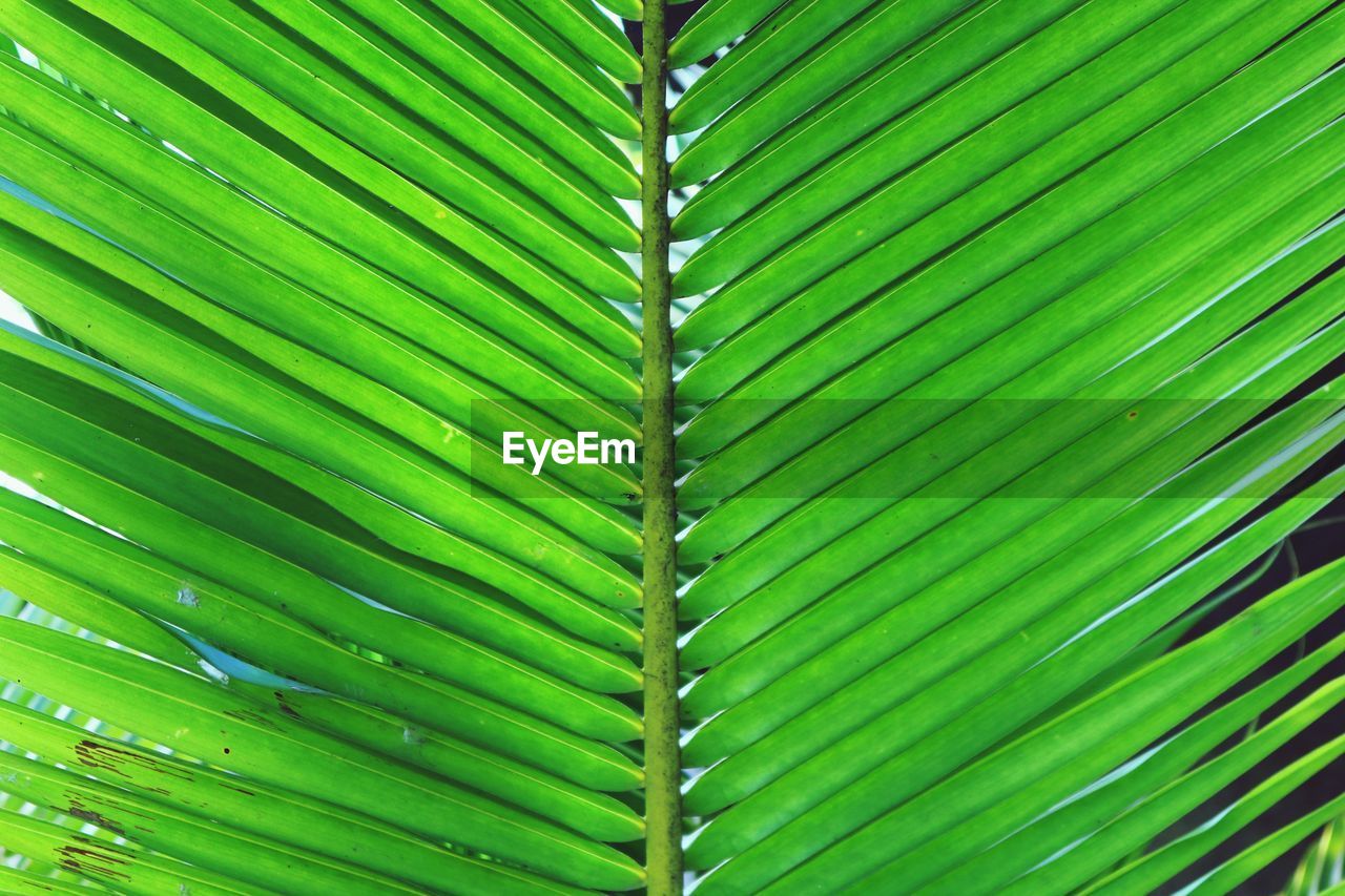 Full frame shot of palm leaves