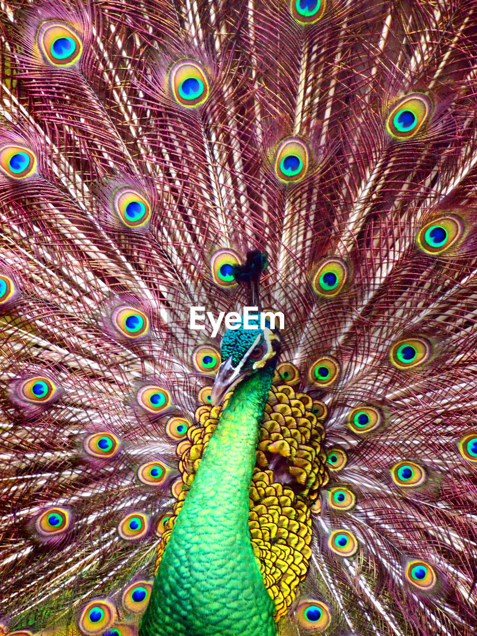 Thousand eyes of peacock 