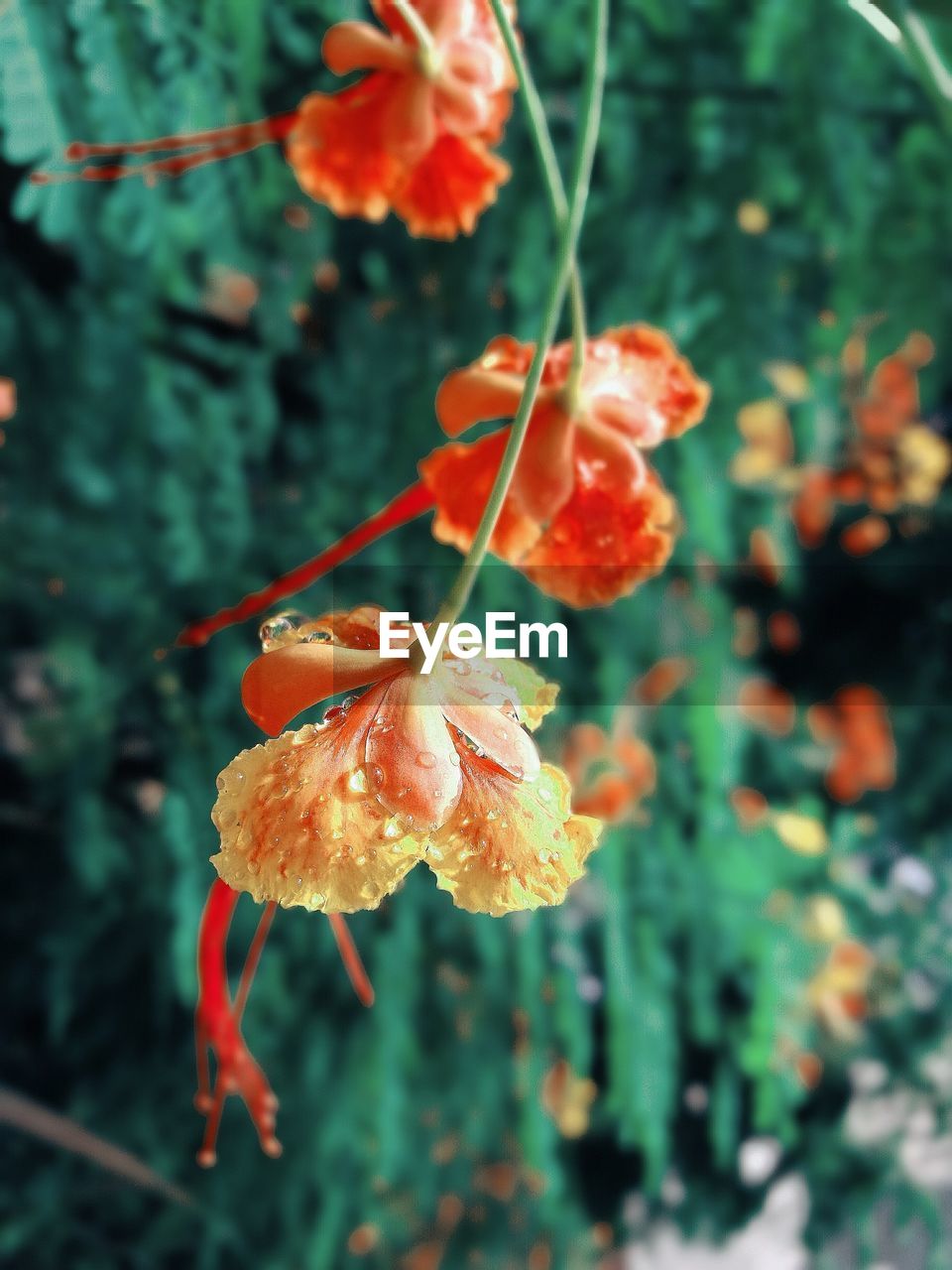 CLOSE-UP OF PLANTS AGAINST BLURRED BACKGROUND